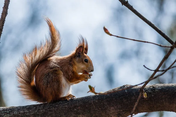 Ardilla se sienta en un árbol —  Fotos de Stock