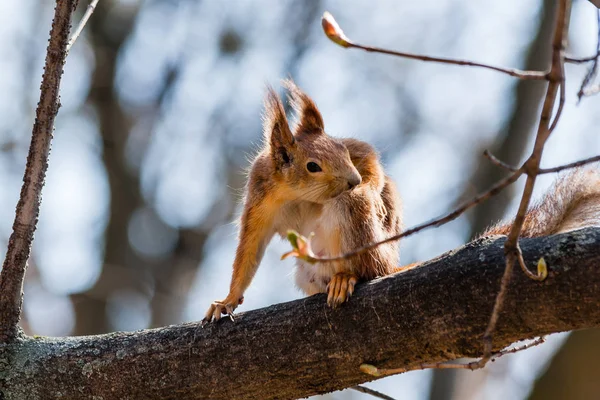Esquilo se senta em uma árvore — Fotografia de Stock