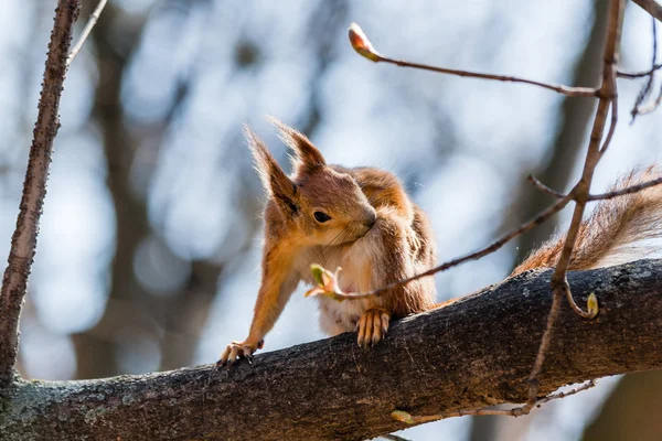 Wiewiórka siedzi na drzewie — Zdjęcie stockowe
