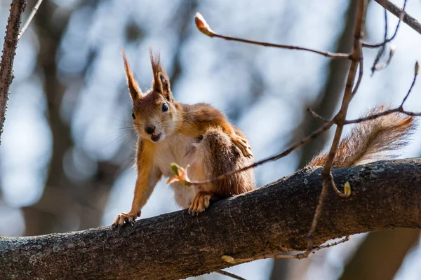 Esquilo se senta em uma árvore — Fotografia de Stock