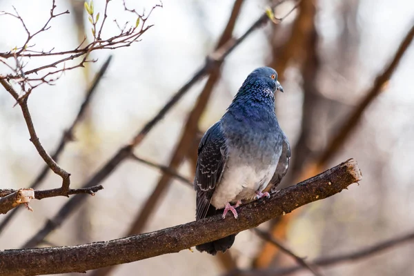 Pombo senta-se em um ramo — Fotografia de Stock