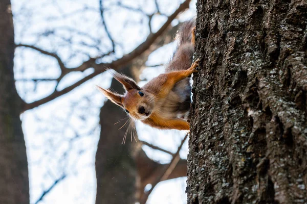 リスは木の上に座る — ストック写真