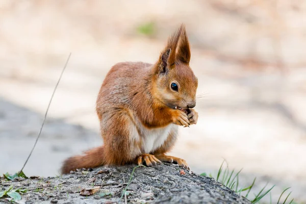 Ekorre Sitter på ett träd — Stockfoto