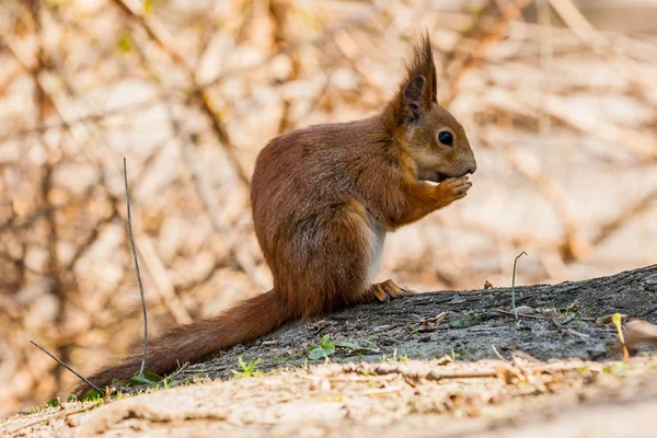 Scoiattolo si siede su un albero — Foto Stock