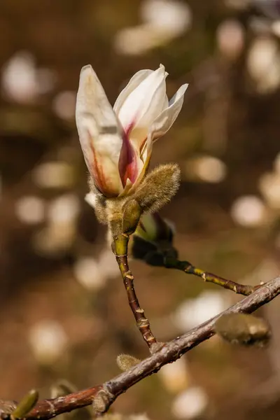 Beautiful branch of white magnolia — Stock Photo, Image