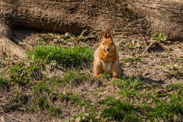 Ekorre Sitter på ett träd — Stockfoto