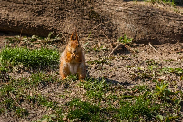 Squirrel sits on a tree — Stock Photo, Image