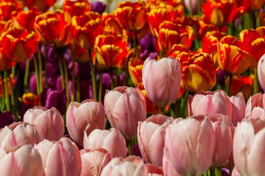 Bahar alan renkli lale 