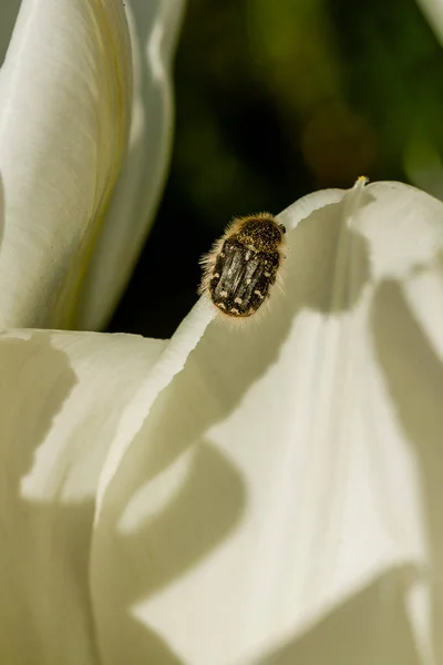 Tulipanes blancos con un insecto sobre un pétalo — Foto de Stock