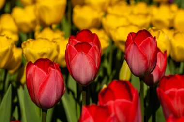 Bahar alan renkli lale 