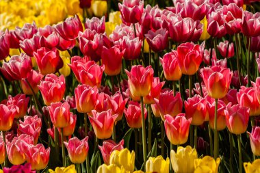 Bahar alan renkli lale 