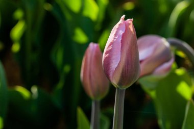 Makro, yeşil çim bir arka plan üzerinde pembe laleler 