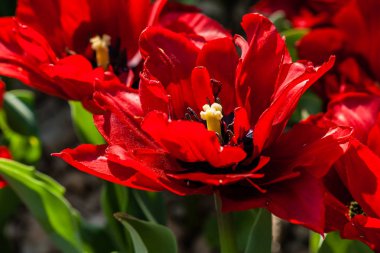 Yeşil çim bir arka plan üzerinde kırmızı lale makro 