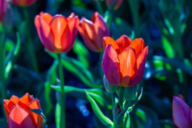 Yeşil çim bir arka plan üzerinde kırmızı lale makro 