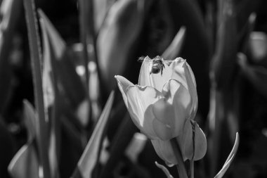 Yeşil çim bir arka plan üzerinde beyaz laleler makro 