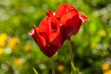 Yeşil çim bir arka plan üzerinde kırmızı lale makro 