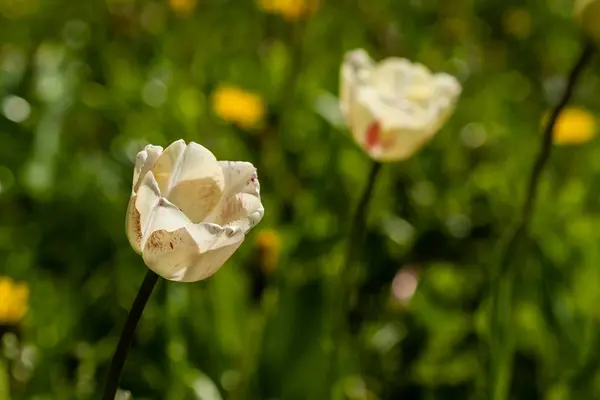 푸른 잔디의 배경에 흰색 튤립의 매크로 — 스톡 사진