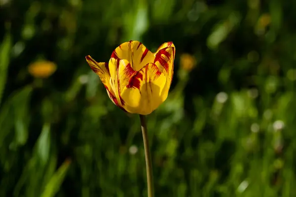 Makro aus gelben Tulpen auf grünem Gras — Stockfoto