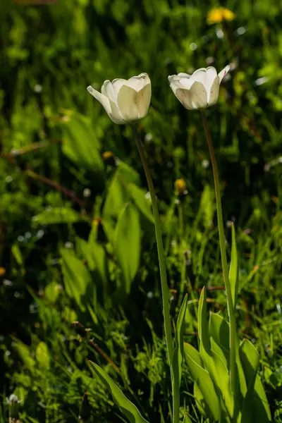 푸른 잔디의 배경에 흰색 튤립의 매크로 — 스톡 사진