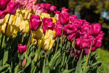 Makro çok renkli lale bir arka planda yeşil çimen 