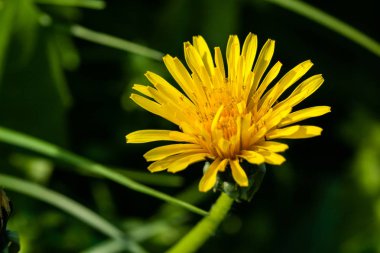 Hangi sarı dandelions makro 