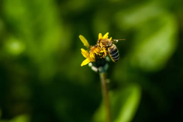 Macro of yellow dandelions on which sits a wasp — Stock Photo, Image