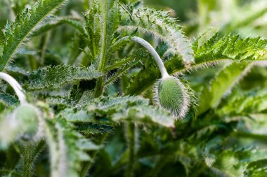 Makro çiçek haşhaş içinde gonca