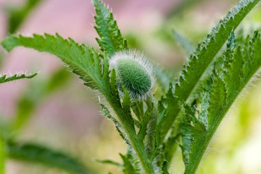 Makro çiçek haşhaş içinde gonca