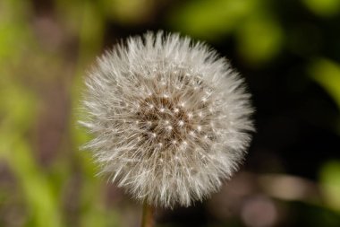 Makro çiçekli karahindiba 