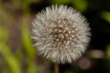 Makro çiçekli karahindiba 