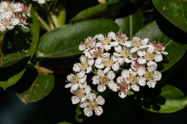 Makro bir kiraz çiçeği