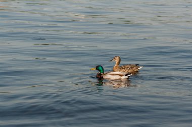 Ördek ve drake su üzerinde yüzer 