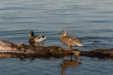 Ördek ve drake bir oturum oturmak 