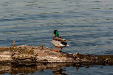 Bir günlük Drake otur 