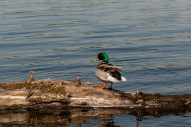 Bir günlük Drake otur 