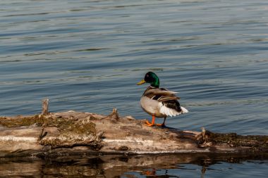 Bir günlük Drake otur 