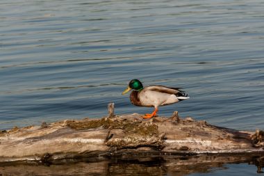 Bir günlük Drake otur 