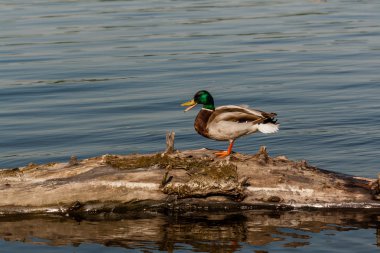 Bir günlük Drake otur 