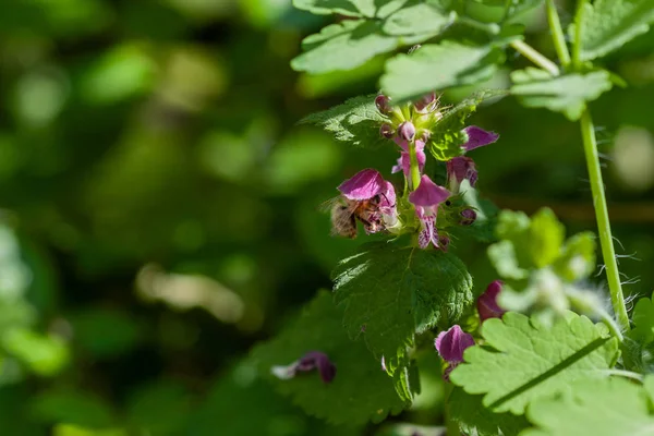 Lamium purpureum virágzik a kertben. Gyógynövények. — Stock Fotó