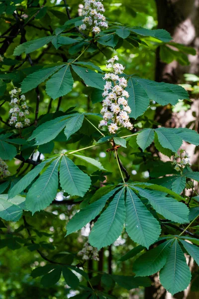 Macro de rama floreciente con hojas de castaño —  Fotos de Stock