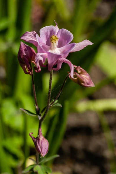 開花の花のマクロ — ストック写真