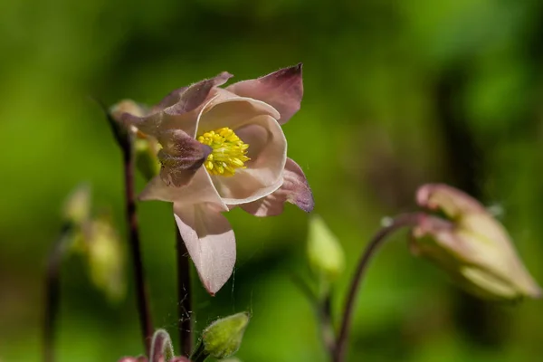 Makro blühender Blumen — Stockfoto