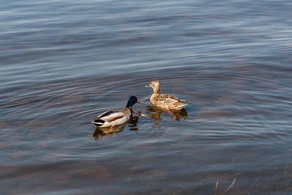 Ente und Erpel treiben auf dem Wasser — Stockfoto