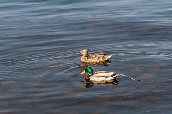 Duck and drake float on the water — Stock Photo, Image