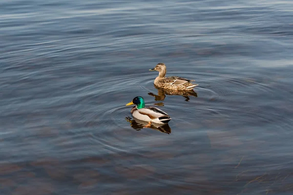 Duck and drake float on the water — Stock Photo, Image