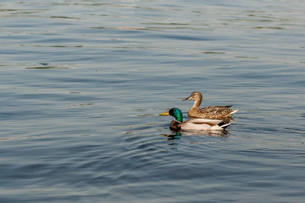 Anatra e drake galleggiano sull'acqua — Foto Stock