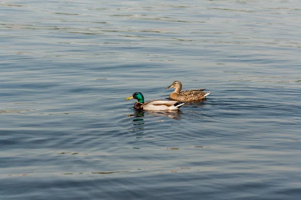 Pato y drake flotan en el agua —  Fotos de Stock