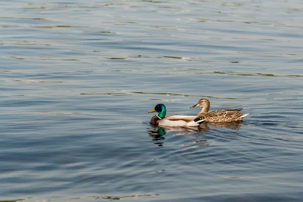 Canard et drake flottent sur l'eau — Photo