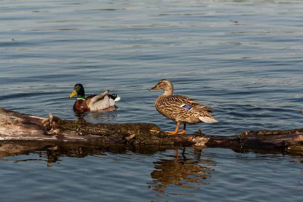 Duck and drake sit on a log — Stock Photo, Image