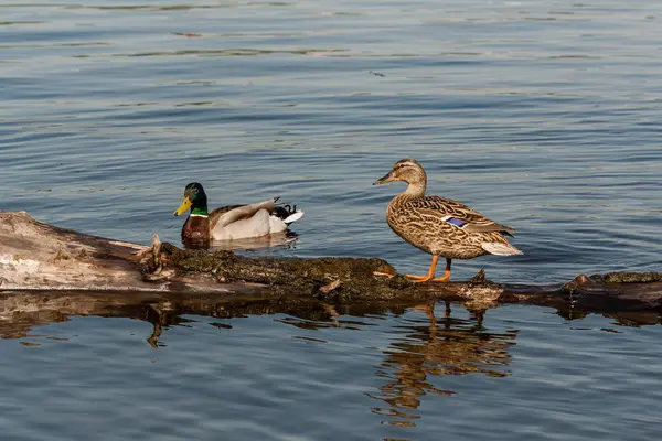 Duck and drake sit on a log — Stock Photo, Image